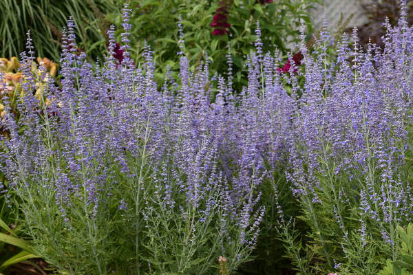 Blue Jean Baby Russian Sage